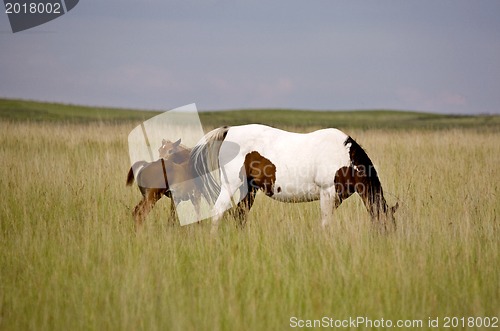 Image of Horse mare and colt Saskatchewan Field