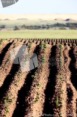 Image of Seed rows