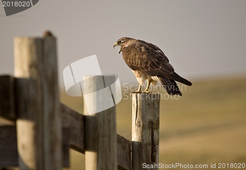 Image of Swainson Hawk on Post