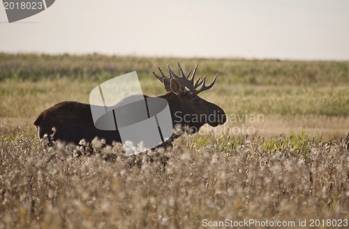 Image of Prairie Moose