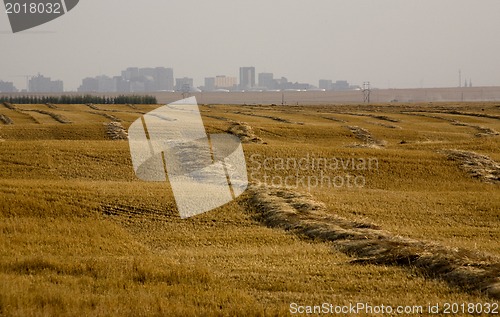 Image of Harvest Swathes