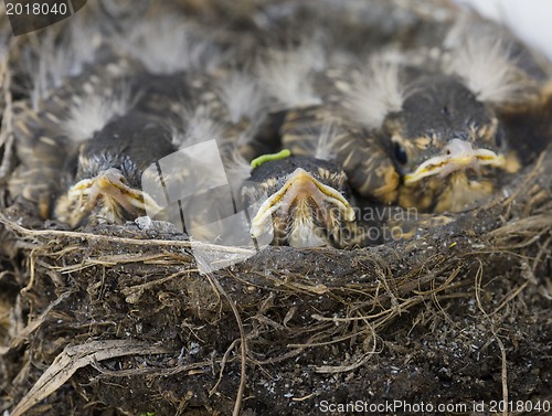 Image of Baby Robins