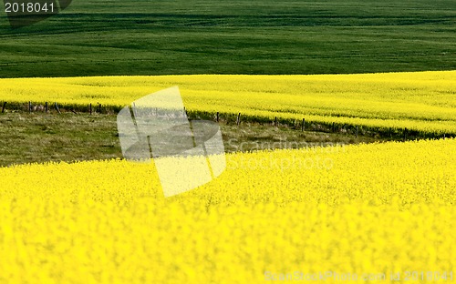 Image of Canola Crop