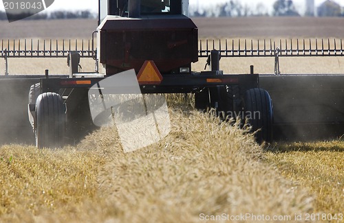 Image of Harvest Combining Saskatchewan