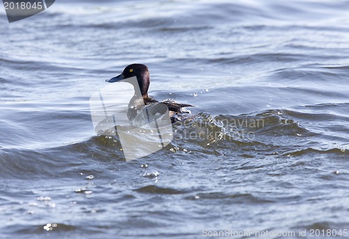 Image of Ring-necked Duck