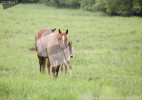 Image of Horses in Pasture