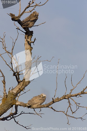 Image of two Great Horned Owl