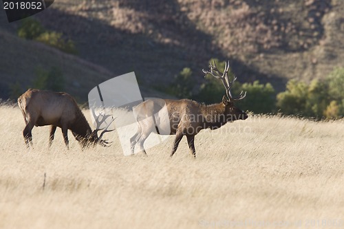 Image of Bull Elk