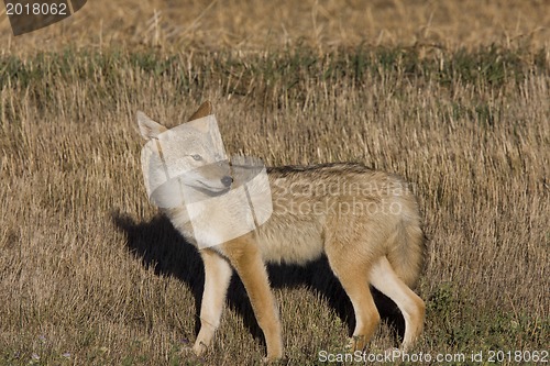 Image of Coyote Saskatchewan