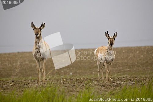 Image of Pronghorn Antelope