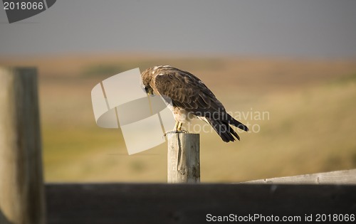 Image of Swainson Hawk on Post