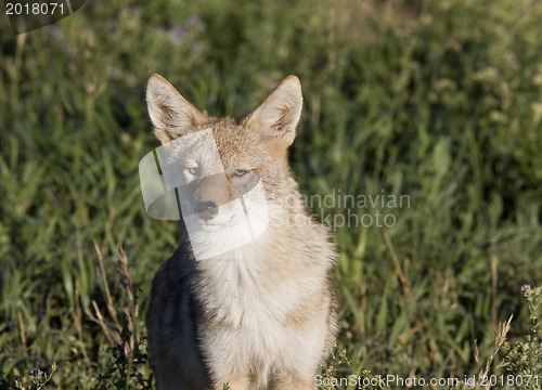 Image of Coyote Saskatchewan