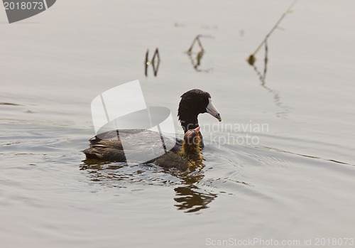 Image of American Coot Waterhen