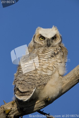 Image of Great Horned Owl