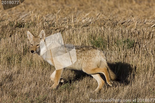 Image of Coyote Saskatchewan