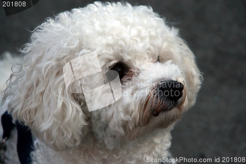 Image of Bichon Frisè