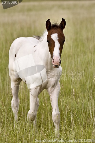 Image of Horse colt Saskatchewan Field