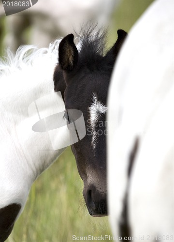 Image of Horse mare and colt Saskatchewan Field