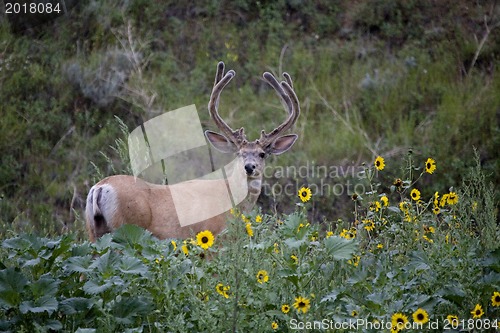 Image of Large Deer Buck