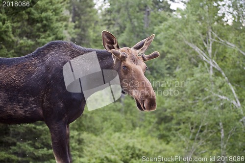 Image of Young Bull Moose