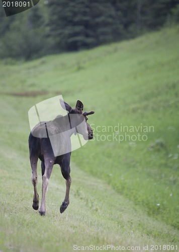 Image of Young Bull Moose