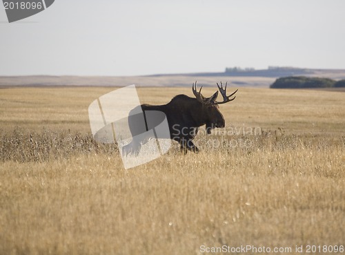 Image of Prairie Moose