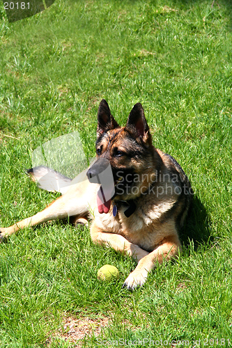 Image of Sheep-dog