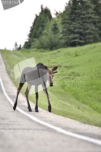 Image of Young Bull Moose