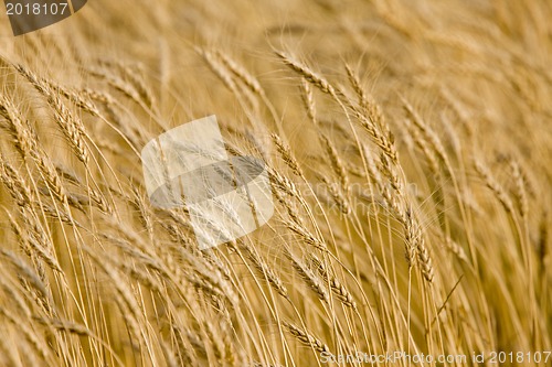 Image of Close up Wheat