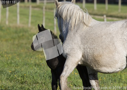 Image of Horses in Pasture