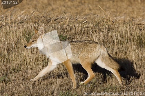 Image of Coyote Saskatchewan