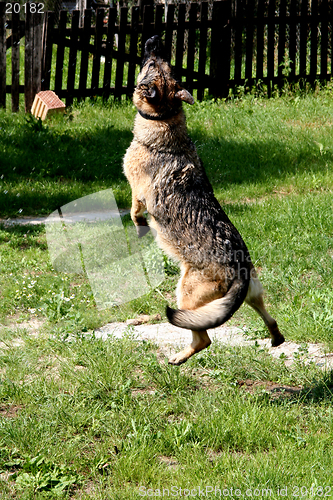 Image of Jumping Sheep-dog