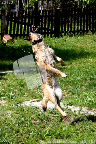 Image of Jumping Sheep-dog