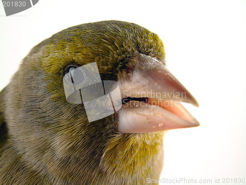 Image of Bird portrait