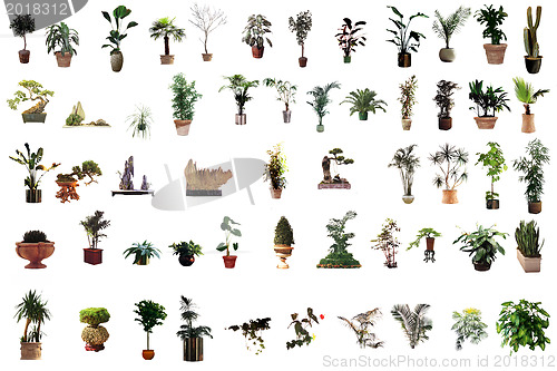 Image of collection of flower houseplants