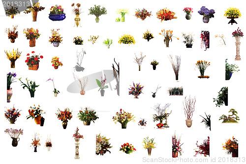 Image of collection of flower houseplants