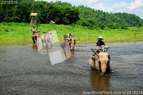 Image of elephants in Thailand