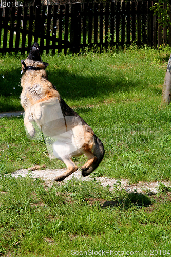 Image of Flying Sheep-dog