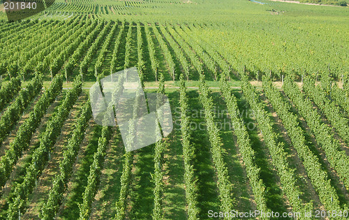 Image of Vineyard Rows