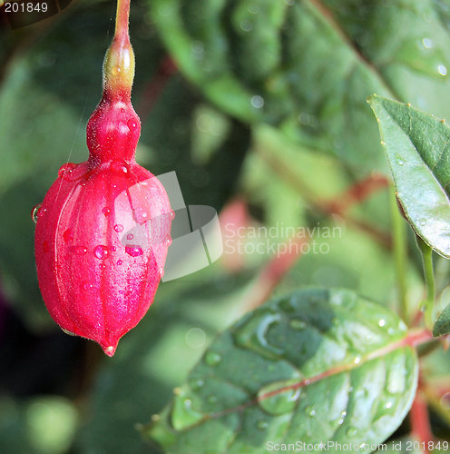 Image of Fuschia Bud