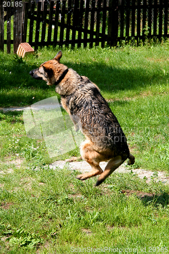 Image of Flying Sheep-dog