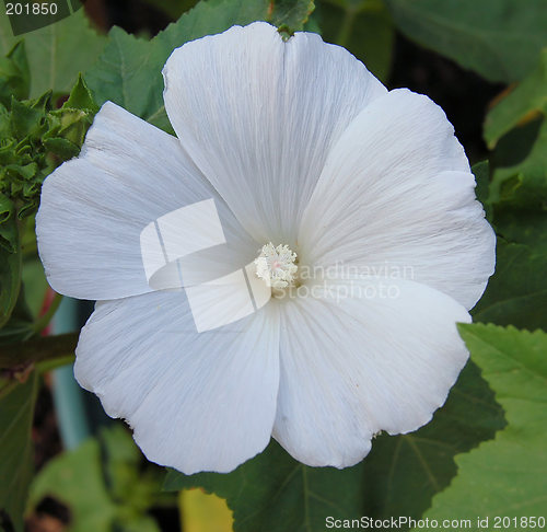 Image of White Lavatera