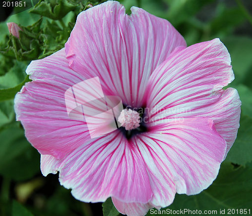 Image of Pink Lavatera