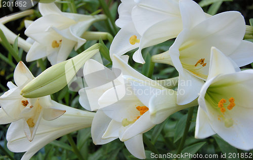 Image of Group of Lillies