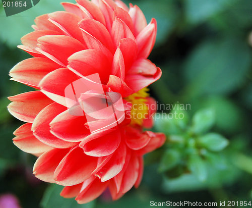 Image of Dahlia Side View