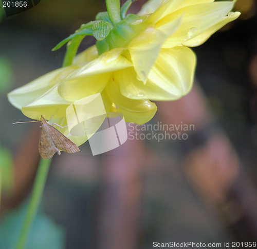 Image of Dahlia and Moth