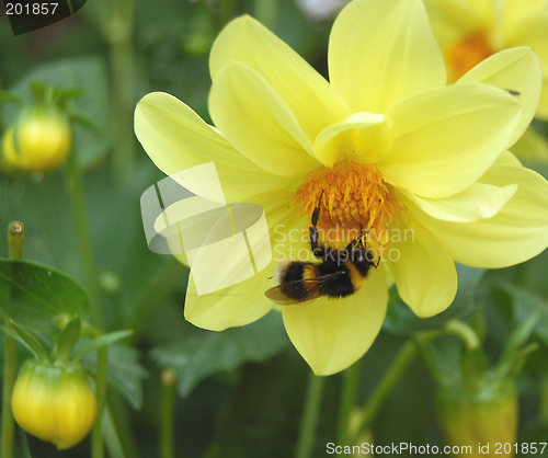 Image of Yellow Dahlia and Bee