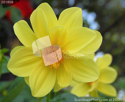 Image of Yellow Dahlia