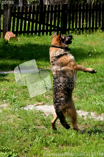 Image of Dancing Dog