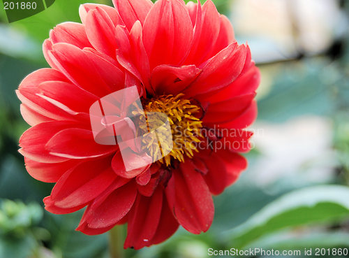 Image of Red Dahlia Close Up